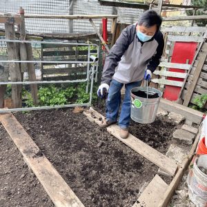 Step 4: AAPI elder gardener applying free and safe compost to grow culturally-appropriate food.